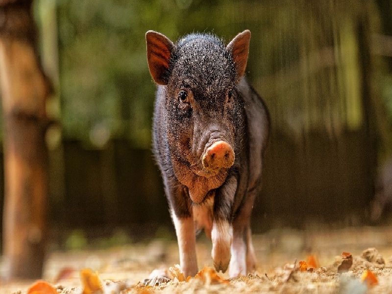 西安三代供卵例子,山东临沂做试管婴儿成功率最高的医院是哪里？如何选-西安